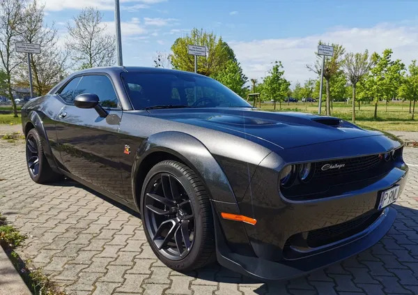 samochody osobowe Dodge Challenger cena 219900 przebieg: 6490, rok produkcji 2021 z Kórnik